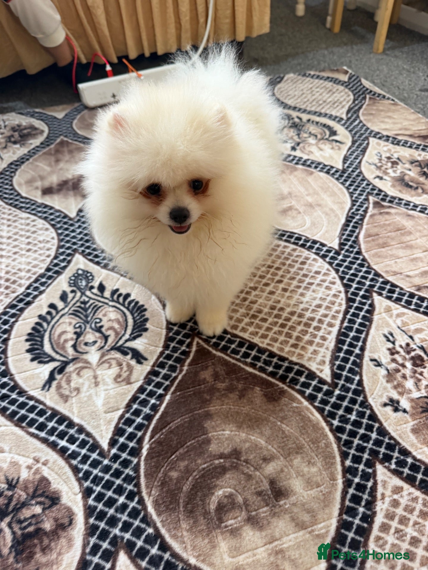 Pomeranian dogs Pomeranian  - Advert 1