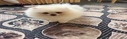 Pomeranian dogs for sale: Pomeranian  in Enfield - Advert 1