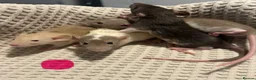 Rat rodents for sale: Baby dumbo rats for sale  - Advert 8