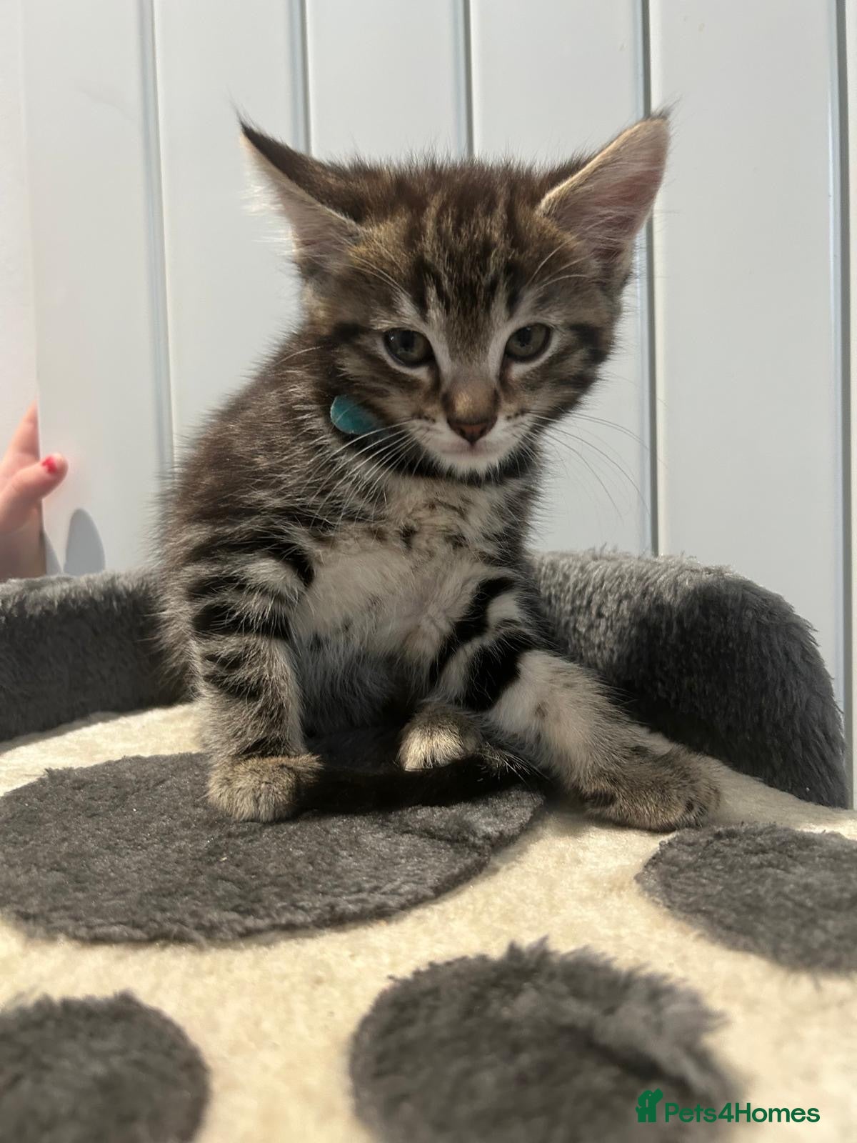 Mixed Breed cats 3 Boy Kittens British Mixed - Advert 3