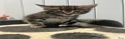 Mixed Breed cats for sale: 3 Boy Kittens British Mixed - Advert 1
