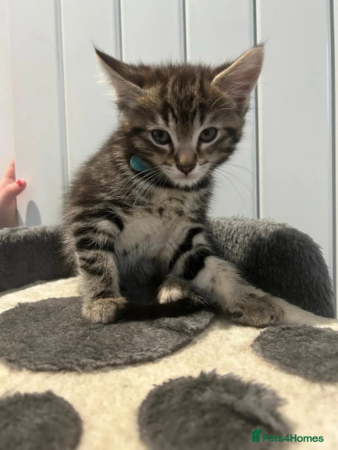 Mixed Breed cats for sale: 3 Boy Kittens British Mixed - Advert 1