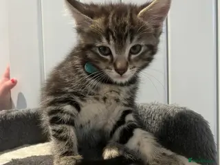Mixed Breed cats 3 Boy Kittens British Mixed - Advert 3