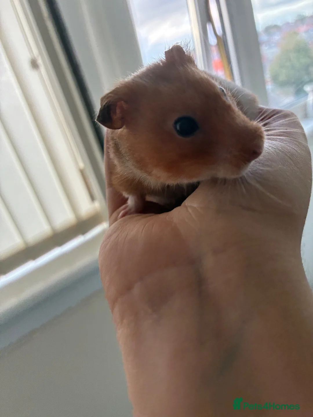 Hamster rodents for sale: two female hamsters for sale  in Newcastle upon Tyne - Advert 8