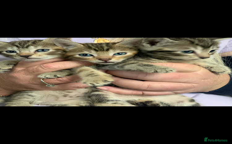 Mixed Breed cats - Advert 4
