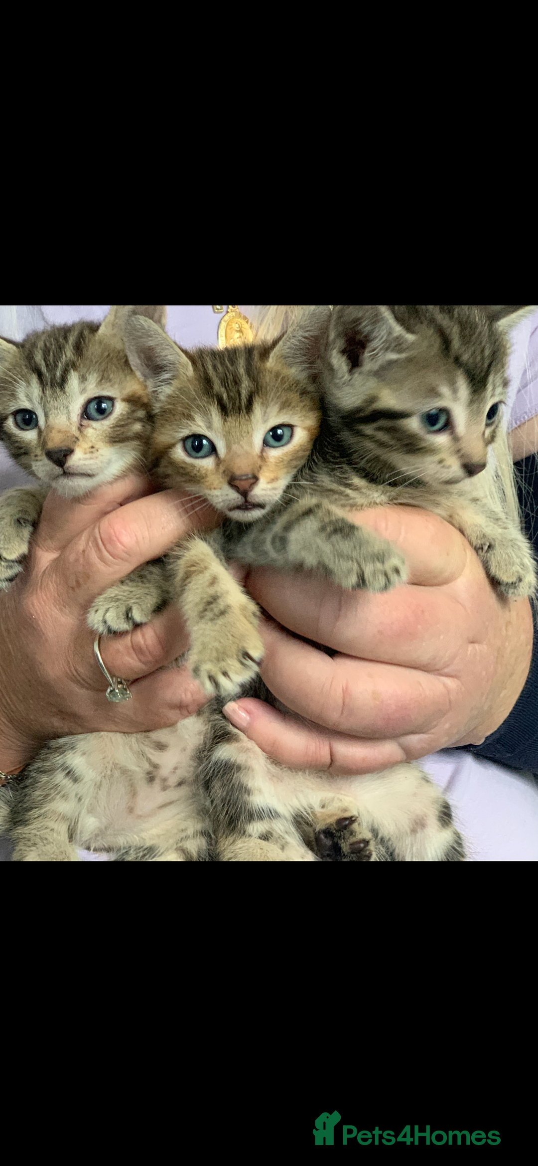 Mixed Breed cats for sale: Beautiful half Siamese kittens  - Image 1