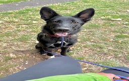 Mixed Breed dogs for sale: Snoop - Border Collie X German Shepherd  - Image 1