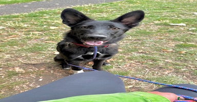 Mixed Breed dogs - Advert 2