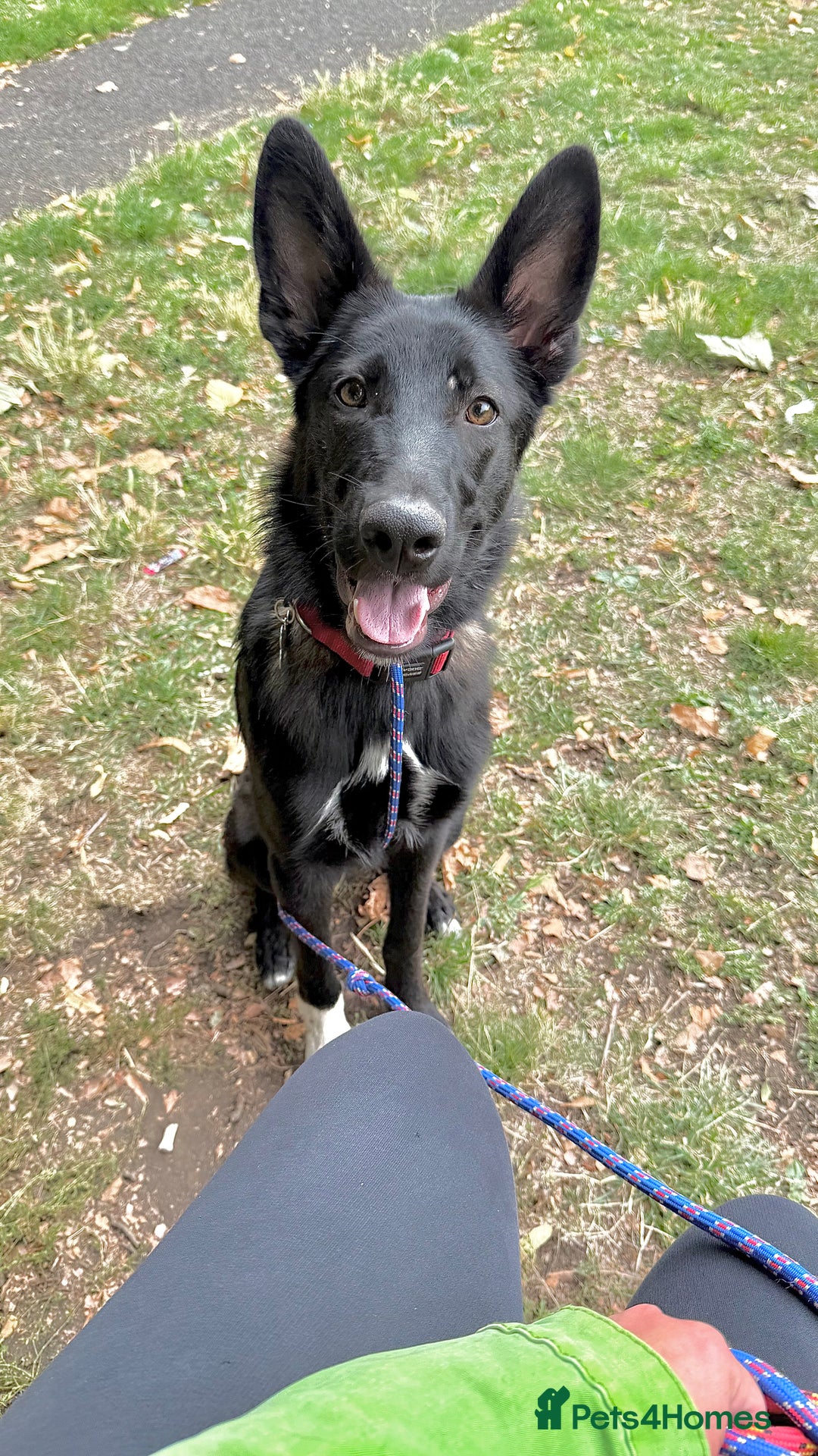 Mixed Breed dogs for sale: Snoop - Border Collie X German Shepherd  - Image 1