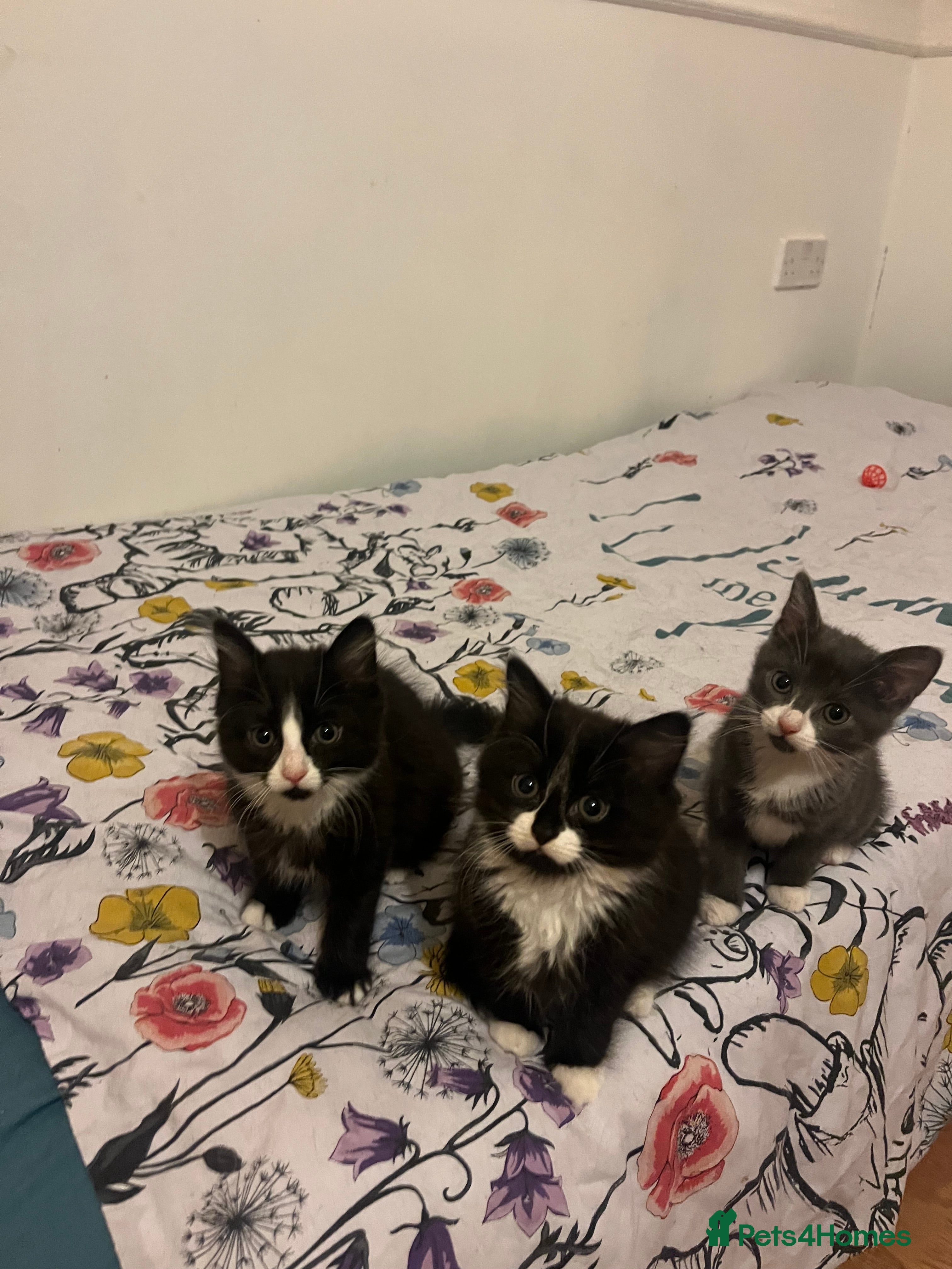 Mixed Breed cats Two female Tuxedo kittens for sale - Advert 1