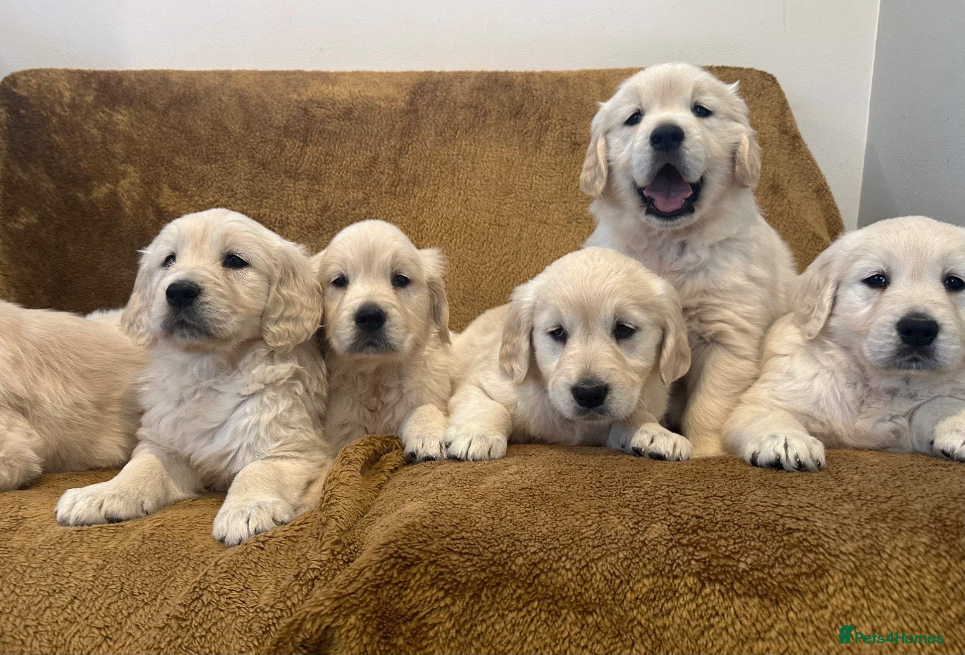 Golden Retriever dogs KC Registered Golden Retriever Puppies - Advert 1