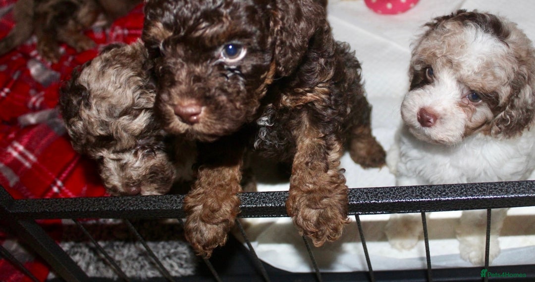 Cockapoo dogs for sale: Child friendly cockapoo puppies  - Advert 8