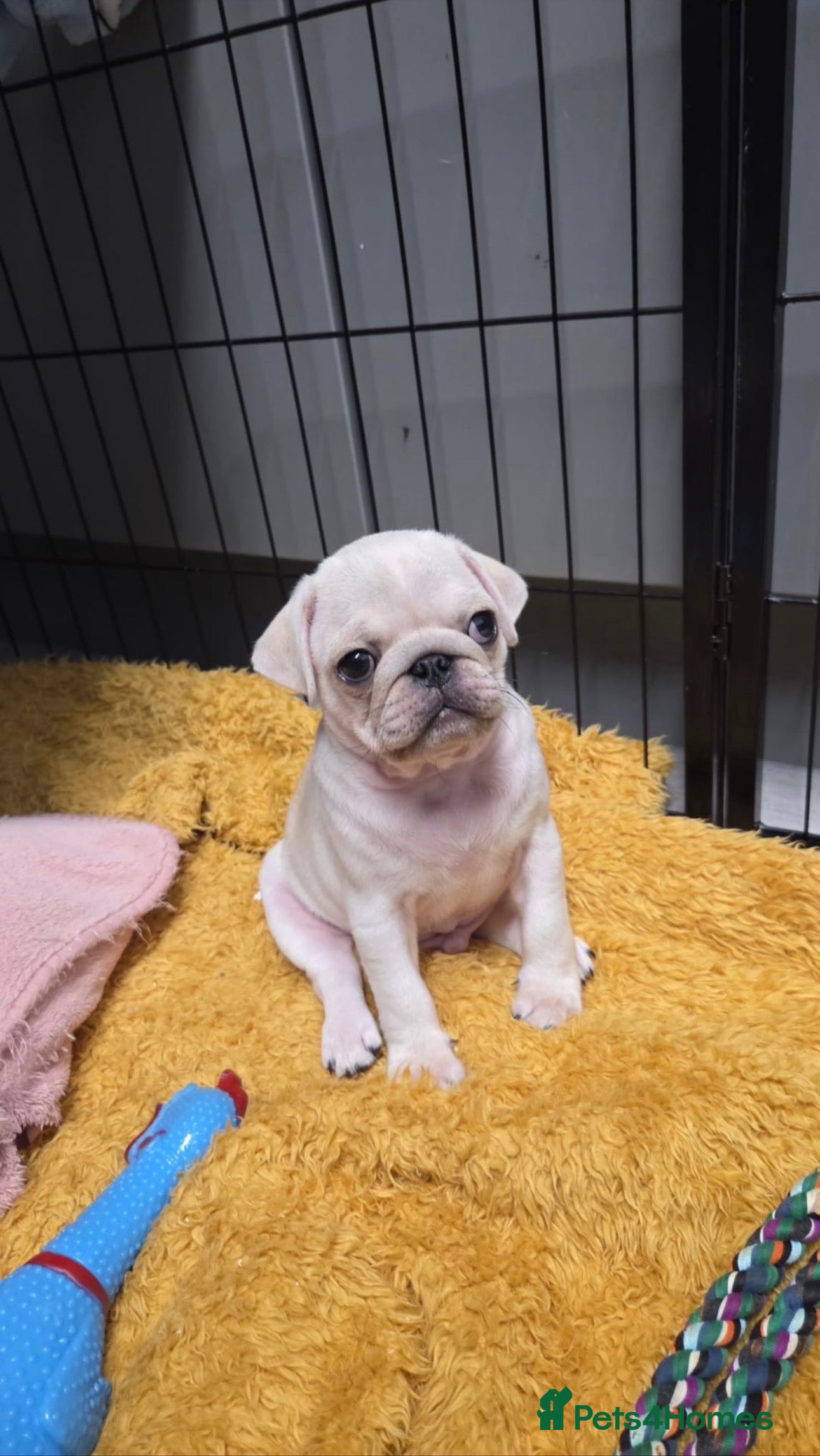 Pug dogs Last pug boy available  - Advert 15