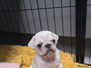 Pug dogs Last pug boy available - Advert 15