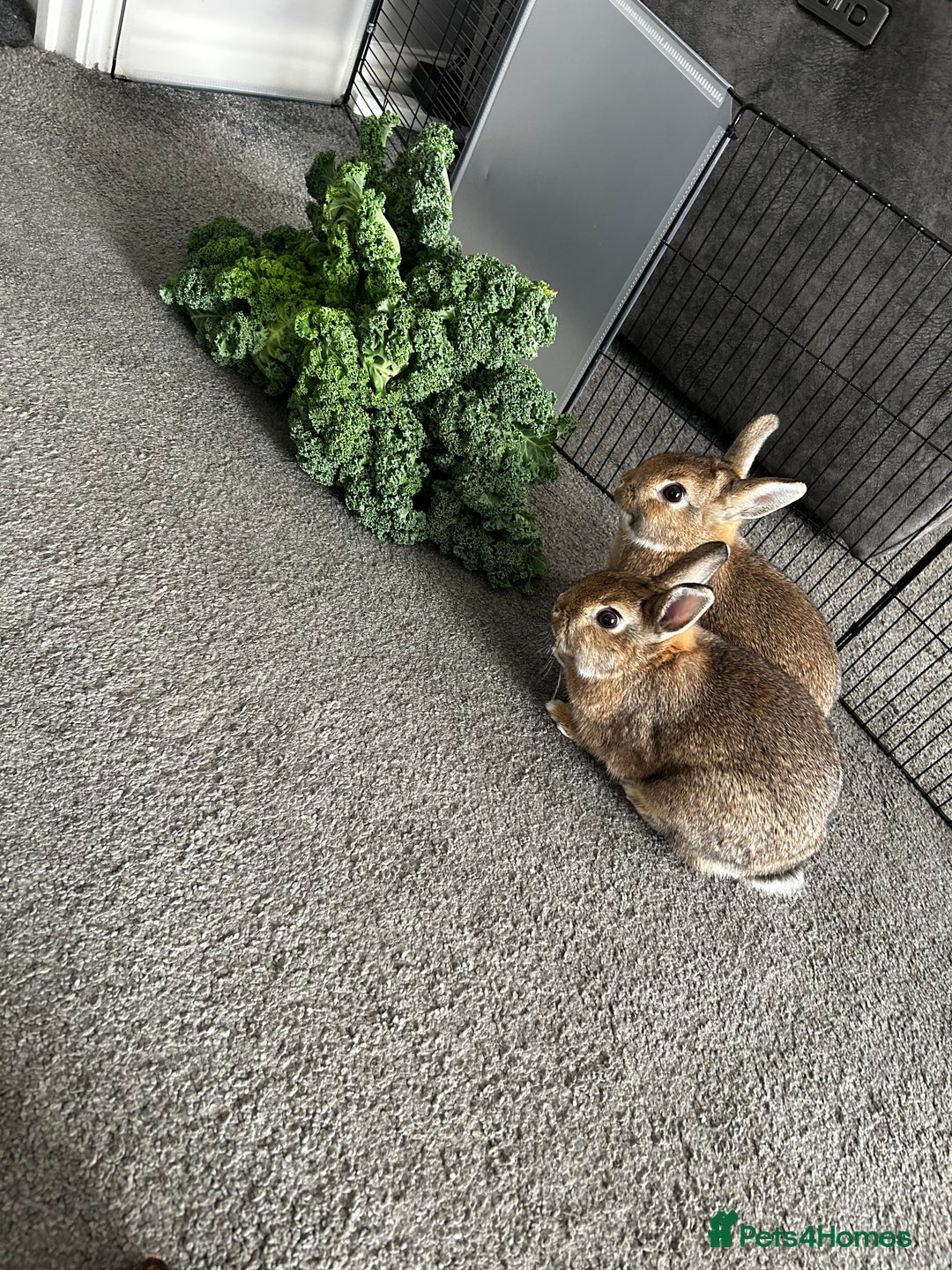 Netherland Dwarf rabbits for sale: Netherlands dwarf rabbits  - Advert 2