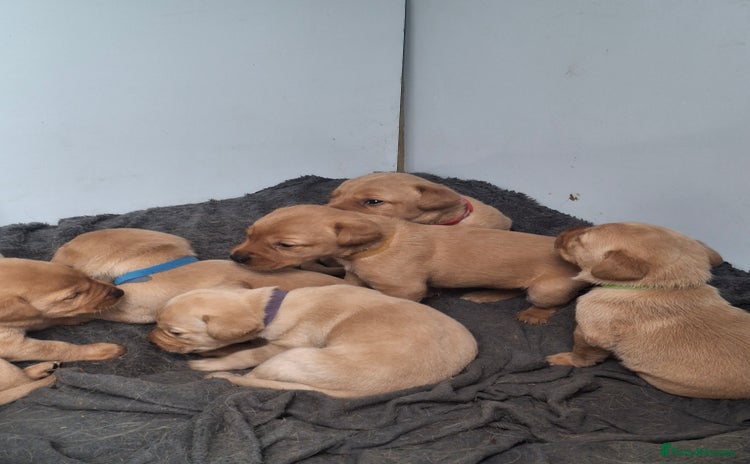 Labrador Retriever dogs - Advert 6