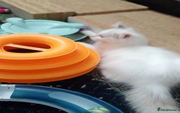Ragdoll cats for sale: Pedigree Ragdolls for sale £495 - Image 12