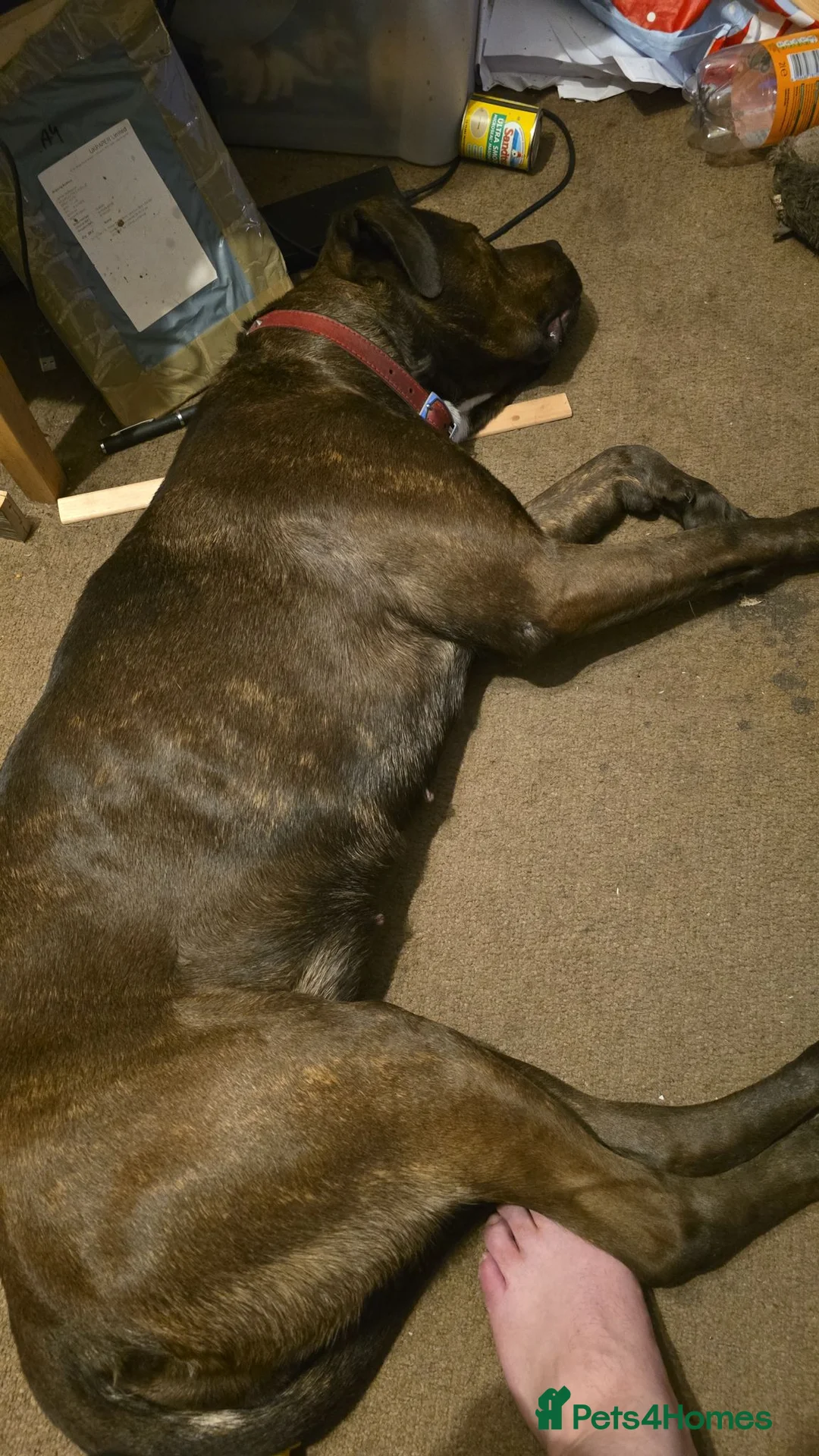 Mixed Breed dogs for sale: 4yo female Bullweiler for rehoming  - Advert 2