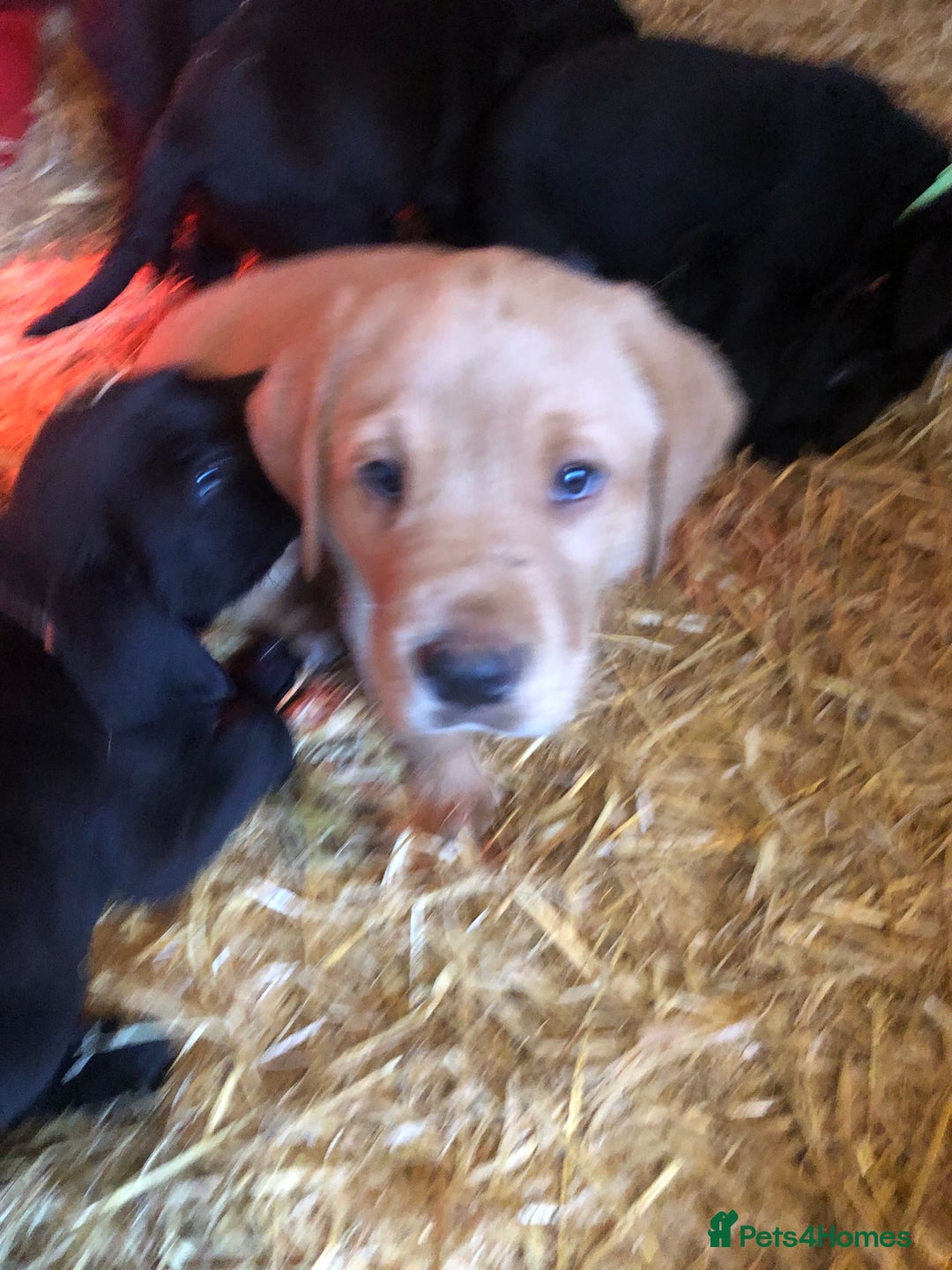 Labrador Retriever dogs for sale: Kc registered Labrador puppies(2 remaining) - Advert 14