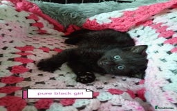 Mixed Breed cats for sale: Blue, eyed baby's  - Image 11