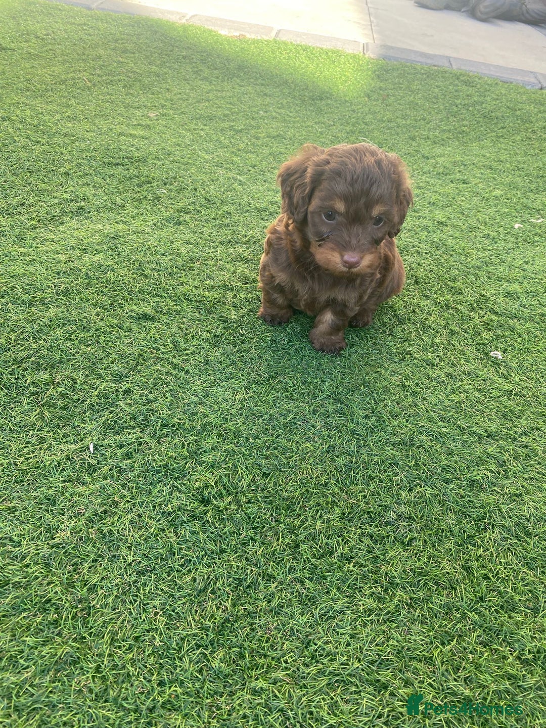 Mixed Breed dogs for sale: Daxipoo puppies - Image 10
