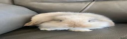 Mini Lop rabbits for sale: Mini Lops and Mini Lion Lops. Unusual colours. - Advert 6