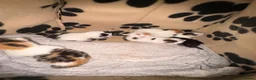 Mixed Breed cats for sale: Kittens  - Advert 15