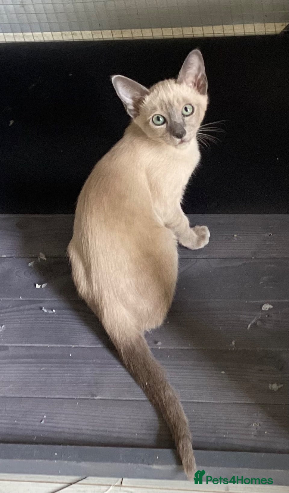 Tonkinese cats Tonkinese kittens ready now - Advert 2