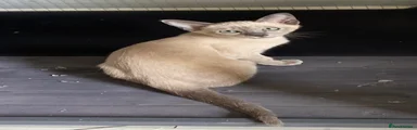 Tonkinese 3
