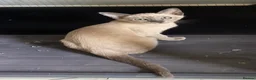 Tonkinese cats for sale: Tonkinese kittens ready now - Advert 2