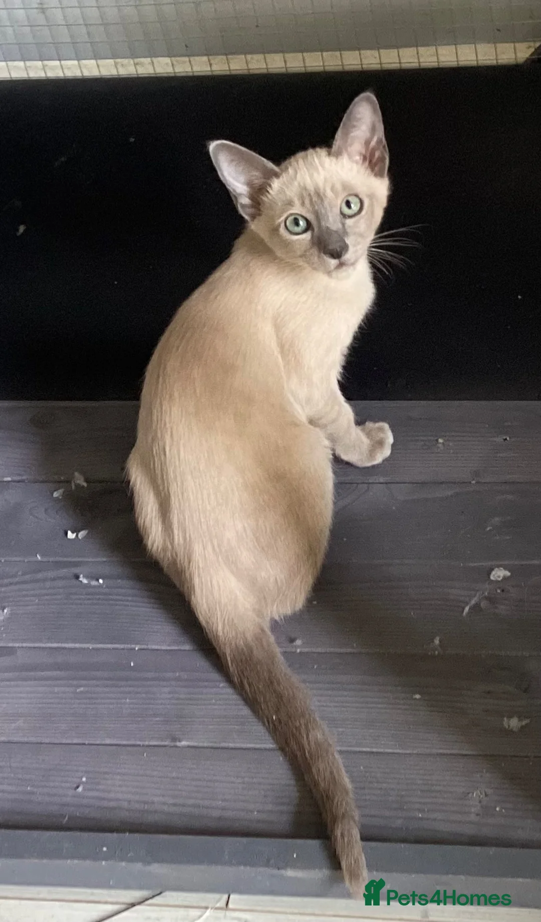 Tonkinese cats for sale: Tonkinese kittens ready now - Advert 2