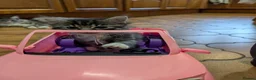 Maine Coon cats for sale: Ragdoll and Mane Clone mix parent  in Perth - Advert 26