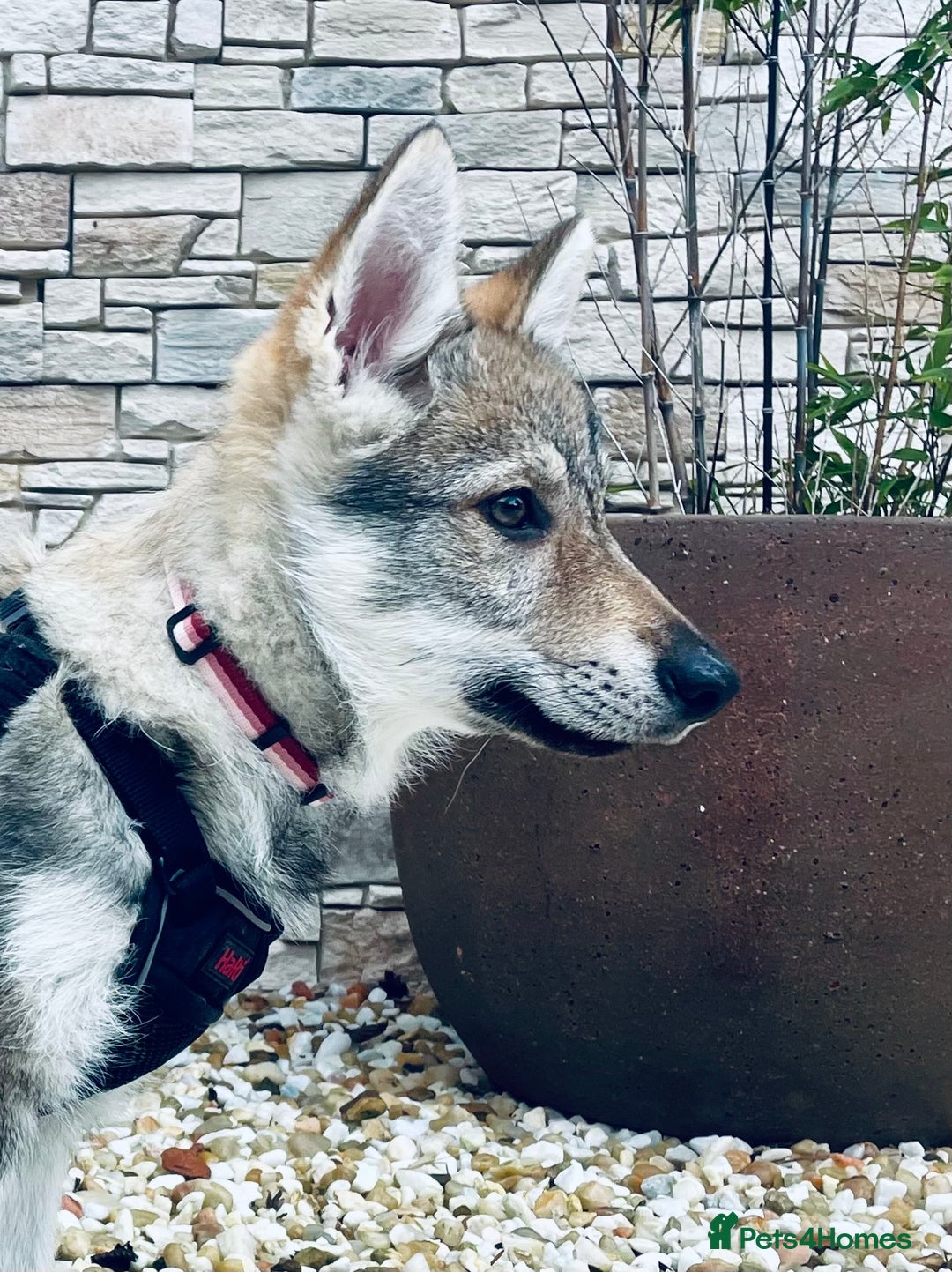 Saarloos Wolfdog dogs for sale: Saarloos Wolfdog  - Advert 3
