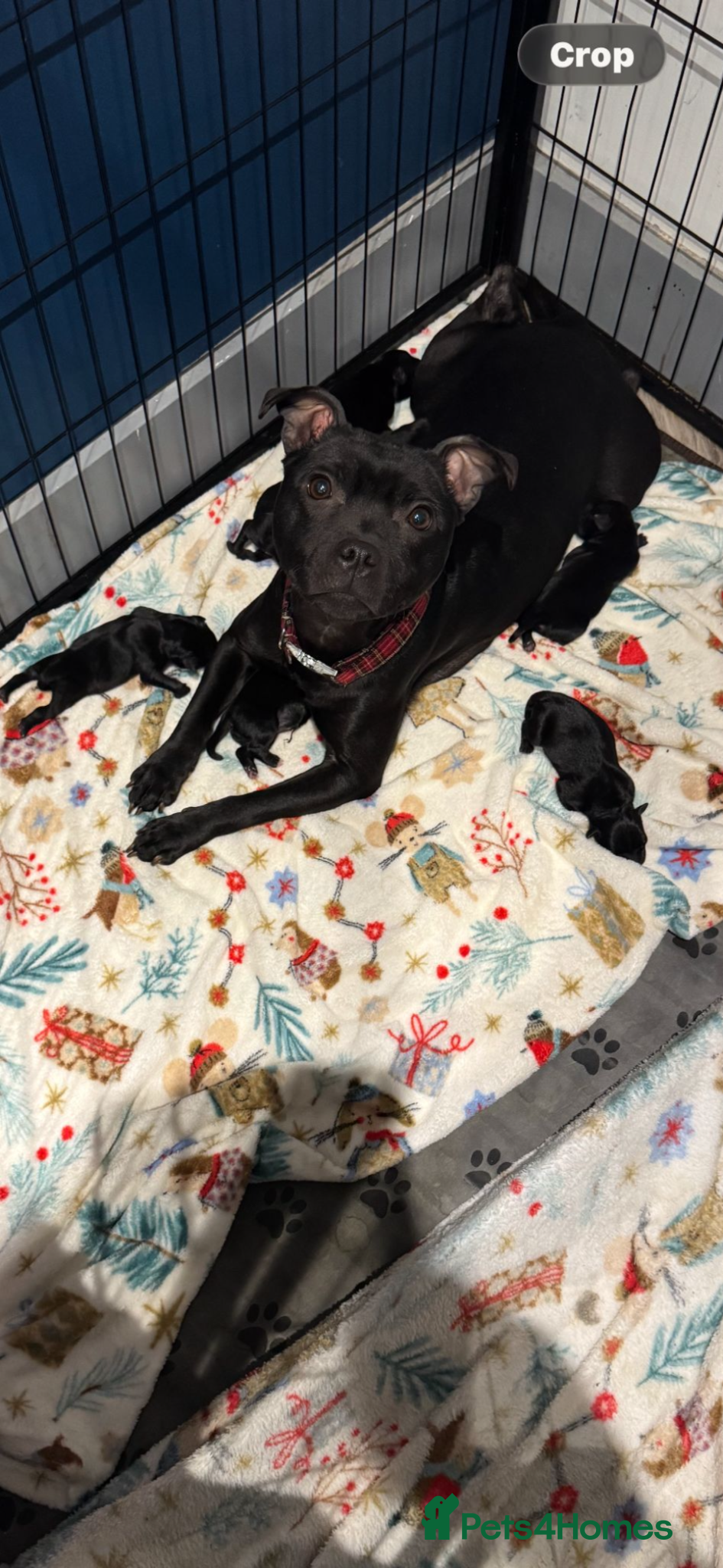 Staffordshire Bull Terrier dogs 3 girl Kc Staffordshire bull terrrier pups - Advert 1