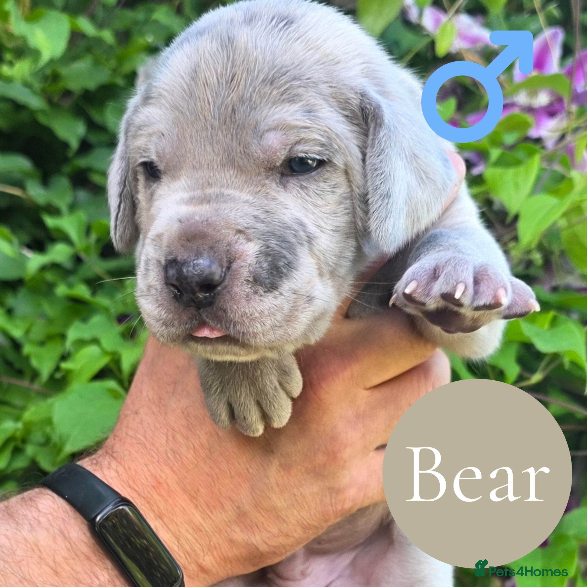 Mixed Breed dogs Chunky Silver Daniff Pups-Exceptional Temperament - Advert 1