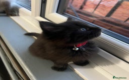 RagaMuffin cats for sale: Ragamuffin kittens  - Image 16