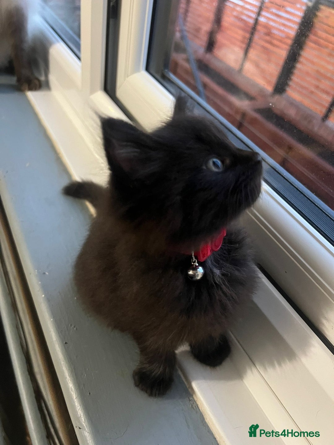 RagaMuffin cats for sale: Ragamuffin kittens  - Image 16
