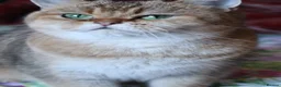 British Shorthair cats for sale: 🌟 Stunning Golden Queen–TICA ACTIVE Registered 🌟 - Advert 27