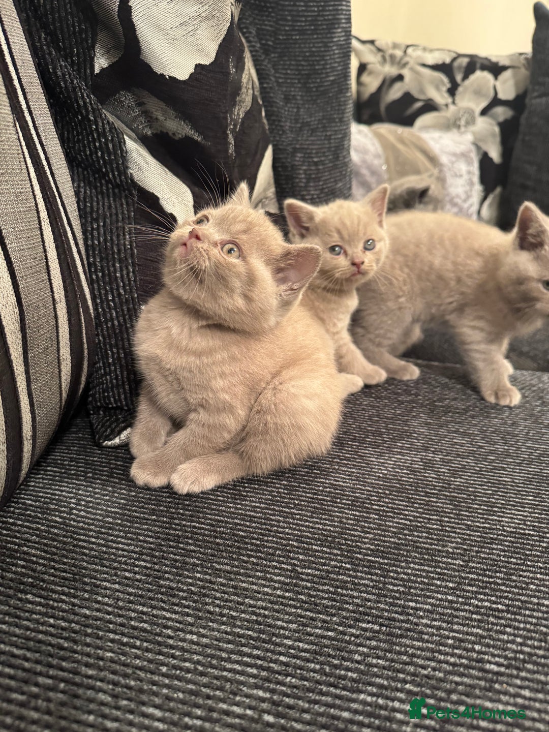 British Shorthair cats for sale: Lovely British shorthair Kitten  - Advert 6