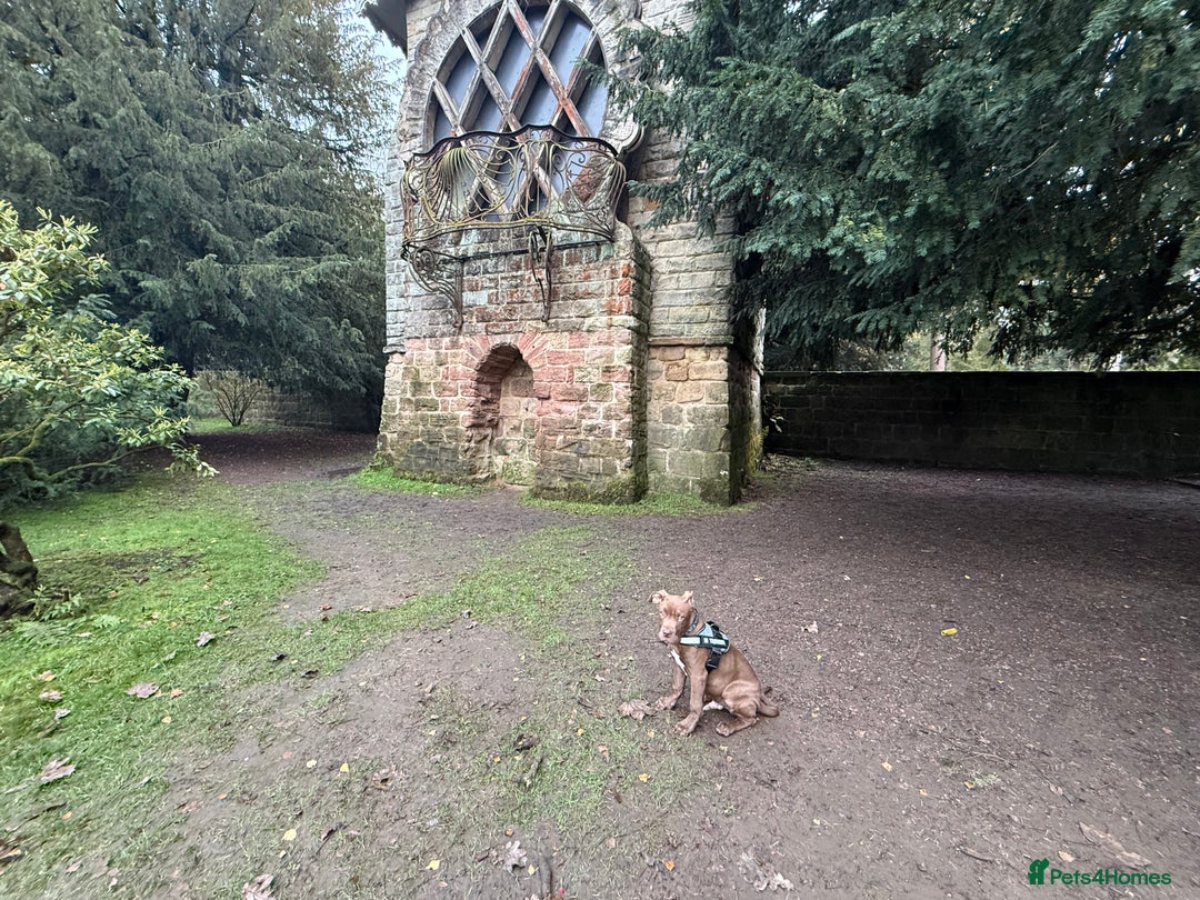 Mixed Breed dogs for sale: Kruz the adventures puppy - Advert 6