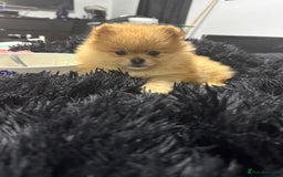 Pomeranian dogs for sale: Blue eye boy and Tiny golden girl poms ready now  - Image 6
