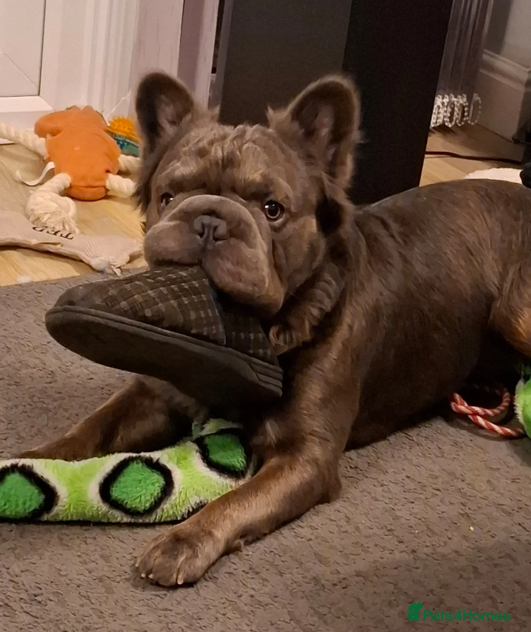 French Bulldog dogs for stud:  **  FLUFFY TED STUD ONLY in Birmingham - Advert 1