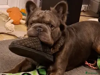 French Bulldog dogs ** FLUFFY TED STUD ONLY - Advert 1