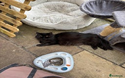 Mixed Breed cats for sale: Beautiful Persian Chinchilla cross kittens  - Image 24
