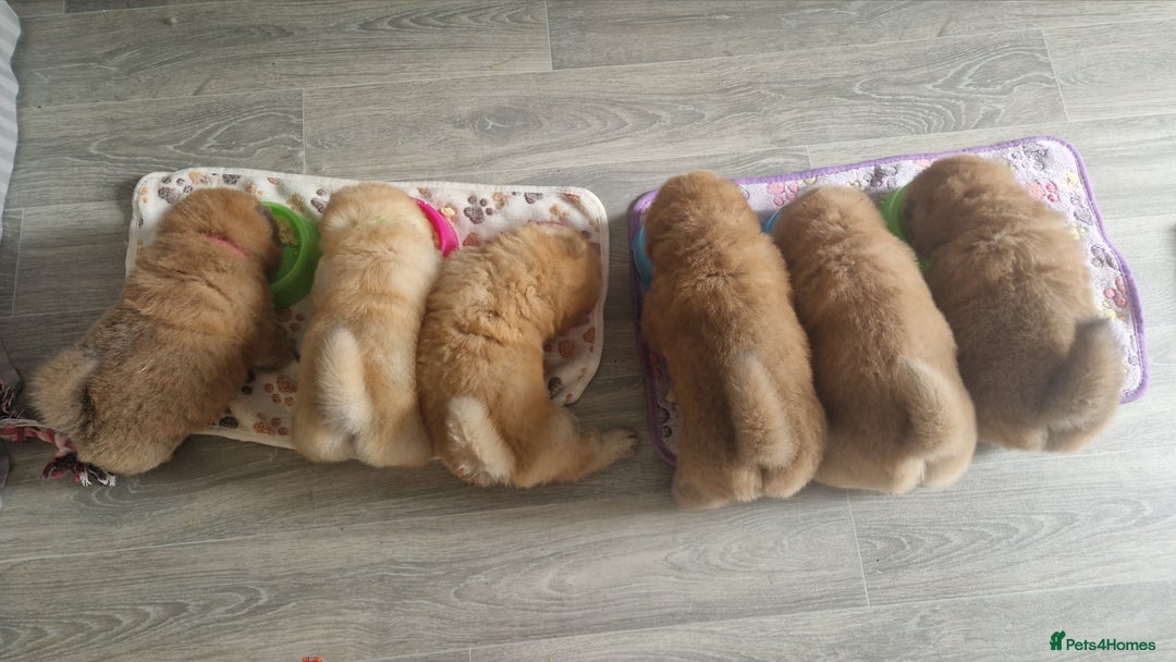 Chow Chow dogs for sale: Chow chow puppies - Image 19