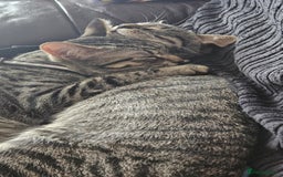 British Shorthair cats for sale: Two male tabby kittens  - Image 4