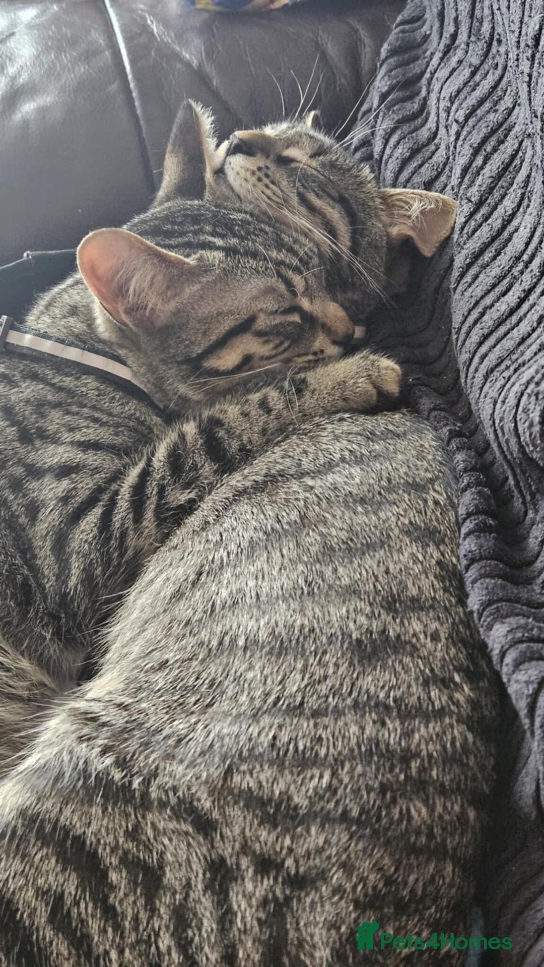 British Shorthair cats for sale: Two male tabby kittens  - Image 4