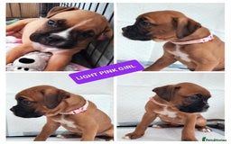 Boxer dogs for sale: Gorgeous Chunky Boxer Puppies  - Image 6