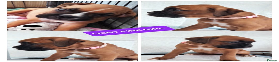 Boxer Puppy 2