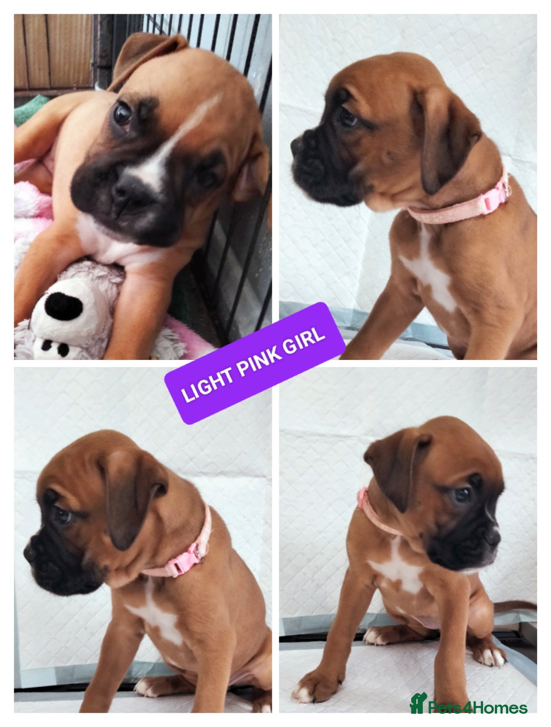 Boxer dogs for sale: Gorgeous Chunky Boxer Puppies  - Image 6